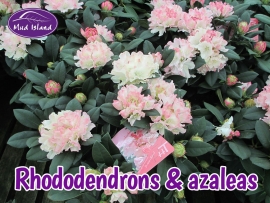 rhododendrons-amd-azaleas-4