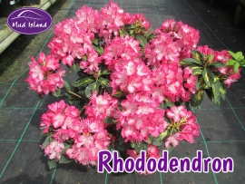 rhododendrons-and-azaleas-1