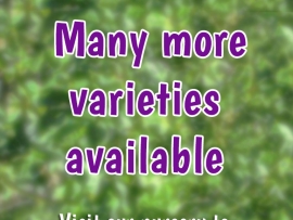many-more-varieties