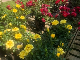 roses-11