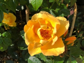 roses-3
