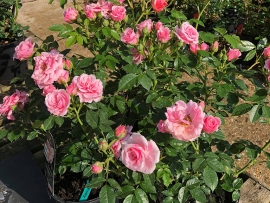 roses-5