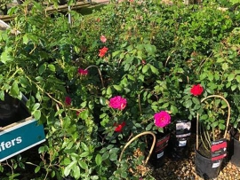 roses-6