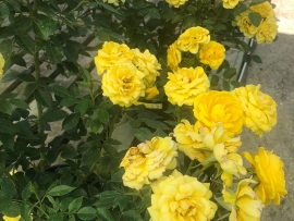 roses-9