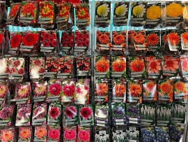 2-summer-flowering-bulbs