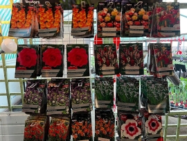 3-summer-flowering-bulbs