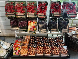 4-summer-flowering-bulbs