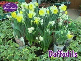 seeds-and-bulbs-daffodils
