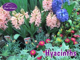 seeds-and-bulbs-hyacinths