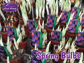 spring-bulbs-3