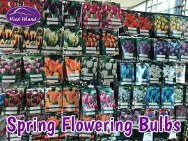 spring-flowering-bulbs-1
