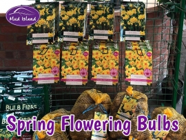 spring-flowering-bulbs-3