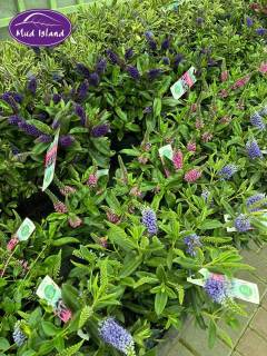 garden-centre-buy-shrubs-1
