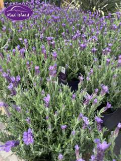 garden-centre-buy-shrubs-10