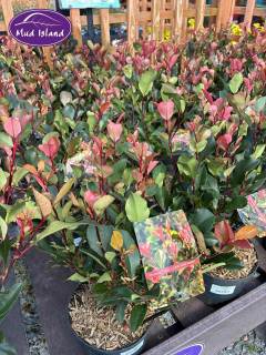 garden-centre-buy-shrubs-11