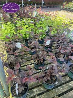 garden-centre-buy-shrubs-12