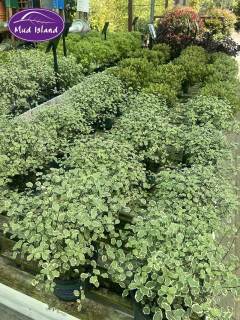 garden-centre-buy-shrubs-13