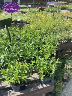 garden-centre-buy-shrubs-14