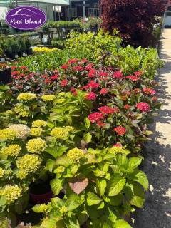 garden-centre-buy-shrubs-15