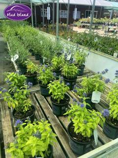 garden-centre-buy-shrubs-16