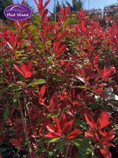 garden-centre-buy-shrubs-17