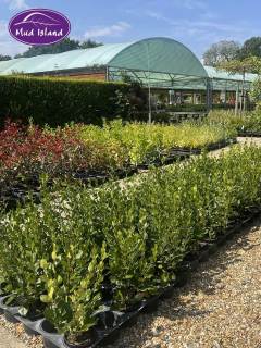 garden-centre-buy-shrubs-18