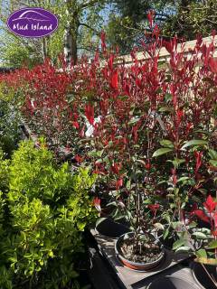 garden-centre-buy-shrubs-2