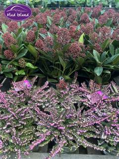 garden-centre-buy-shrubs-3