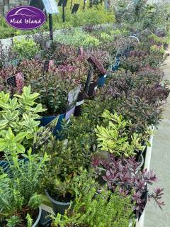 garden-centre-buy-shrubs-4