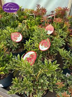 garden-centre-buy-shrubs-5