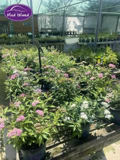 garden-centre-buy-shrubs-6