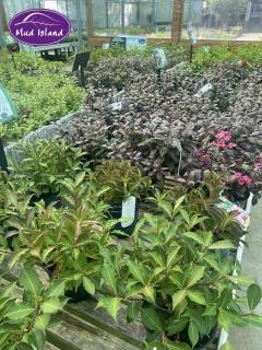garden-centre-buy-shrubs-7