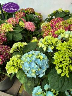 garden-centre-buy-shrubs-8