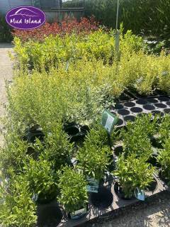 garden-centre-buy-shrubs-9