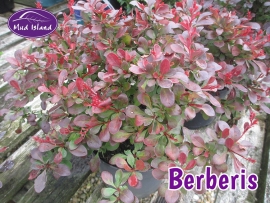 shrub-berberis