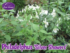 shrub-philadelphus-silver-showers