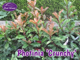 shrub-photinia-crunchy