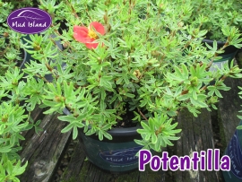 shrub-potentilla