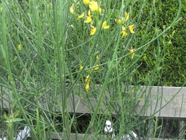 shrub-spartium-junceum
