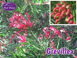 shrubs-grevillea