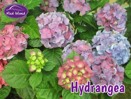 shrubs-hydrangea