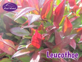 shrubs-leucothoe