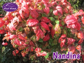 shrubs-nandina