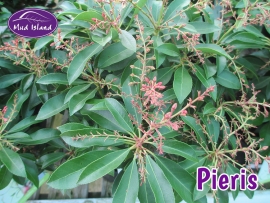 shrubs-pieris