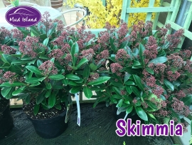 shrubs-skimmia