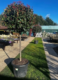 specimen-plants-2023-1