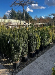 specimen-plants-2023-10