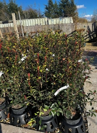 specimen-plants-2023-11