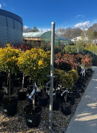 specimen-plants-2023-13