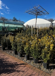 specimen-plants-2023-14